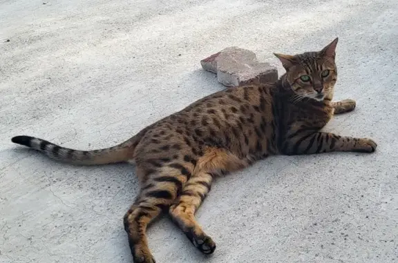 Chat perdu, Saint-Pierre-la-Cour, photo: Chat Bengal perdu à Saint-Pierre-la-Cour