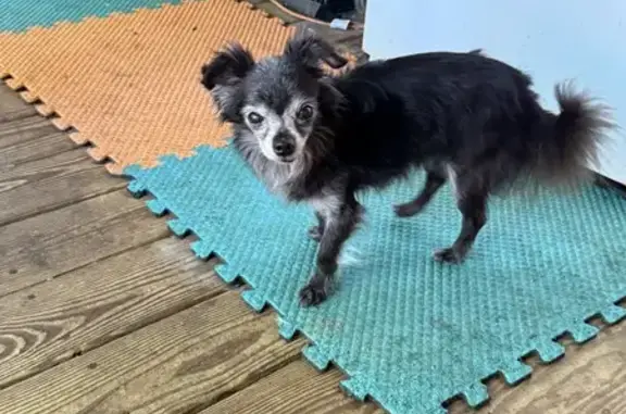 Lost: Rocky, 14yo Black Chihuahua, Oakwood