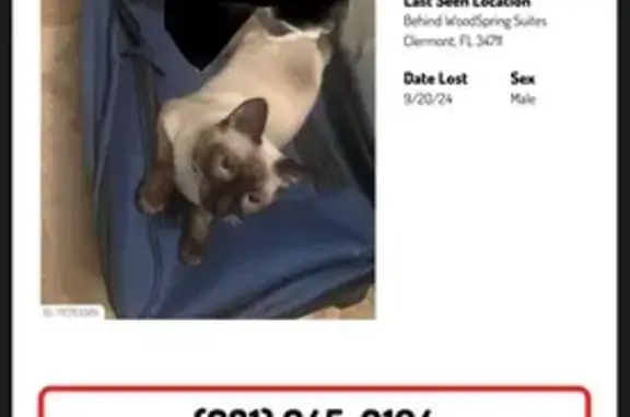 Missing Siamese Cat: Help Us Find Him!