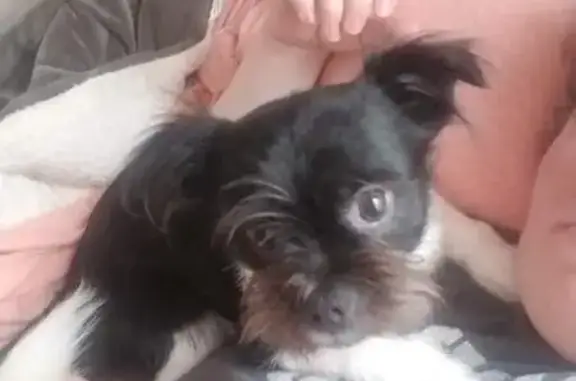 Lost Shih Tzus: Help Find Our Pups!