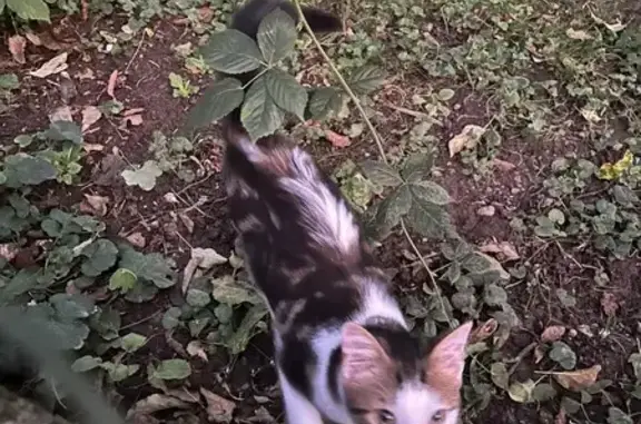 Chat(te) trouvé(e) sociable à Voiron - photo