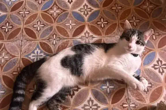 ¡Ayúdanos a encontrar a nuestro gatito perdido!