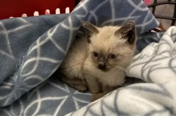 Chaton trouvé à Terville, apeuré sur route - photo