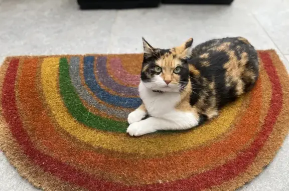 Animaux perdus , photo: Chatte perdue à Blagnac, collier rose