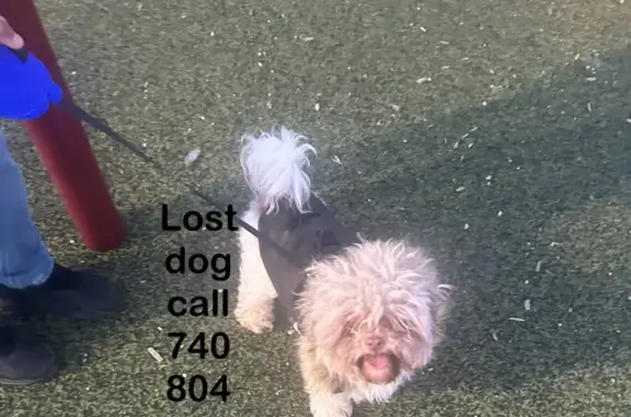 Lost Dog on Euclaire Ave, Bexley