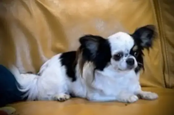 Chien perdu , photo : Chihuahua disparue à Saint-Remy-du-Nord