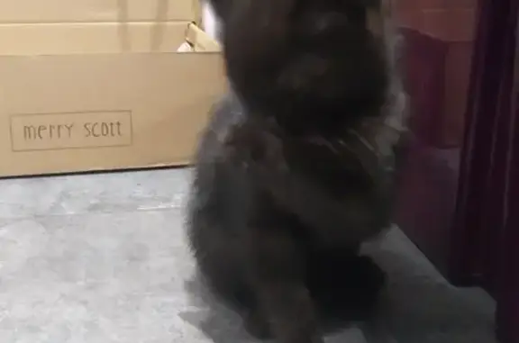 Chaton noir trouvé à Linxe sans collier - photo