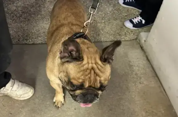 Bouledogue français trouvé à Périgné - photo