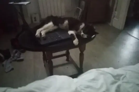 Chatte européenne trouvée à Montluçon - photo