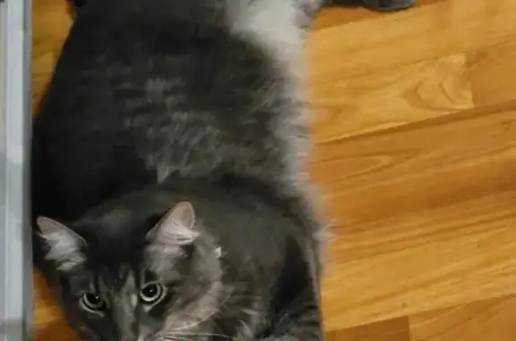 Lost Grey Cat in Lancaster, PA - Help!