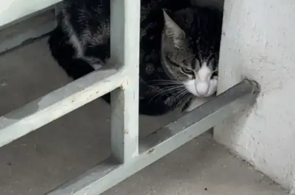 Chat européen maigre trouvé à Marseille - photo