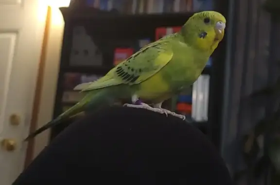 Lost Budgie: Rosie Missing in Portage