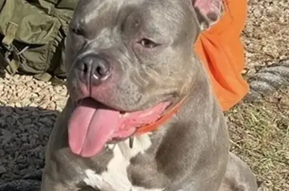 Missing Dog: Blue on Big Island Rd, NC