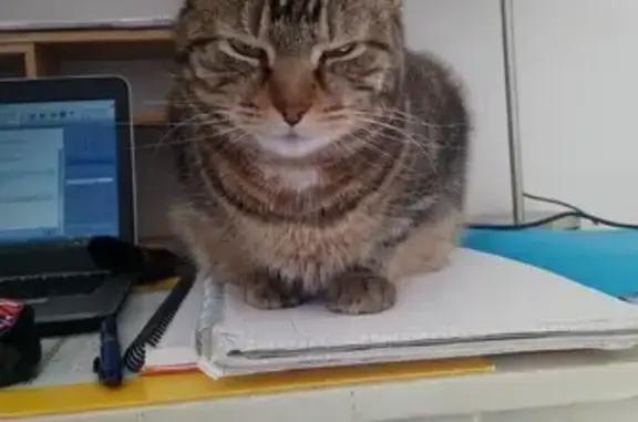 Chat trouvé , photo: Chatte tigrée perdue à Villeneuve-lès-Avignon