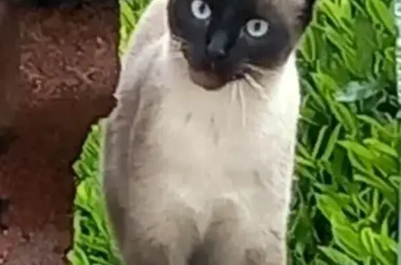 Chat siamois non pucé cherche propriétaire - photo