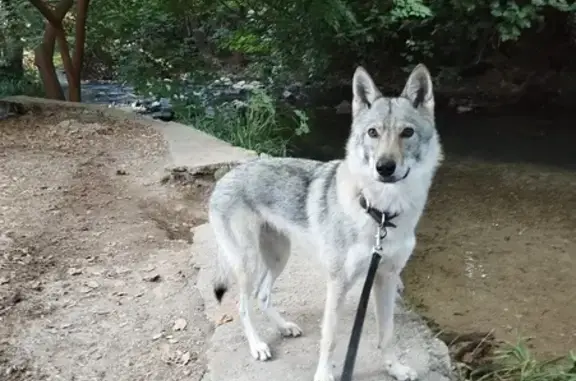 Chien loup tchèque disparu au Luc - photo