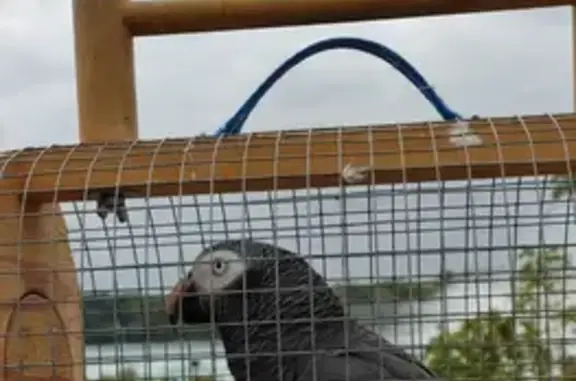 Lost African Grey Parrot: 