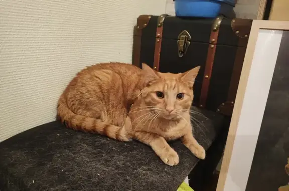 Chat perdu, Montluçon, photo: Chatte rousse perdue à Montluçon