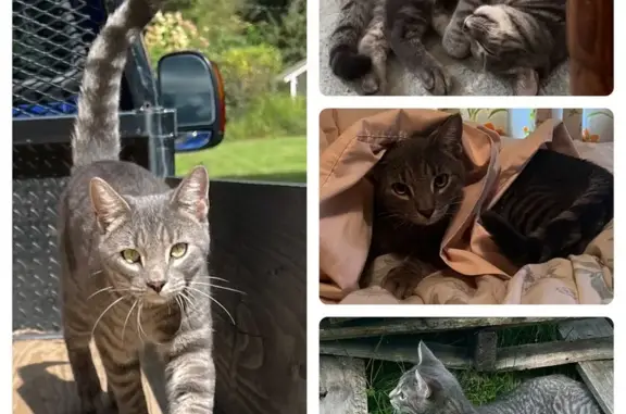 Help Find Willie Jack: Tabby Lost in Lackawaxen