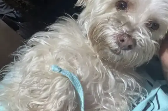 Lost Elderly Dog: White, Compton Area