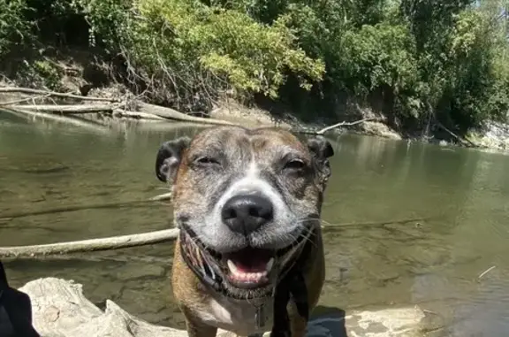 Lost Brindle Dog - Sweet & Friendly!