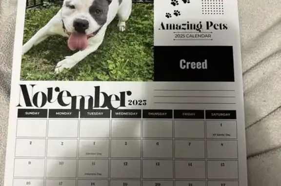 Friendly Blue & White Dog Missing!