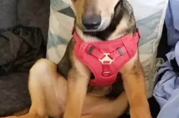 Help Find Bandit: Lost Shepherd Mix Puppy