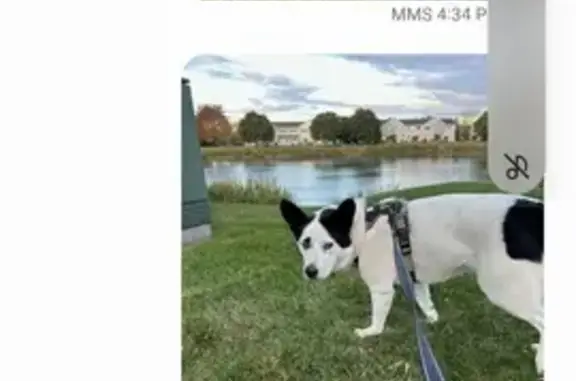 Lost: Skittish Black & White Dog Jojo