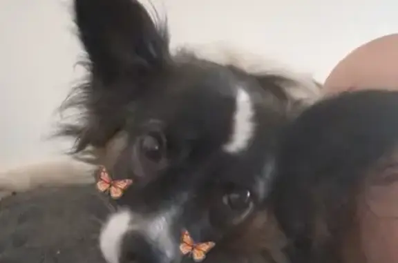 Missing Papillon: Anxious, 5-Yr-Old, Akron