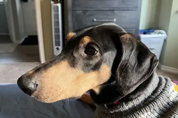 Missing Sweet Dobie in Cedar Mill, OR