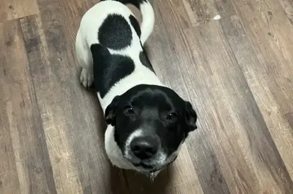 Found: Sweet Black & White Dog on Rt 7