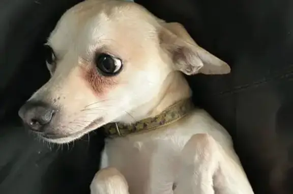 Lost: White Chihuahua Coco in Houston