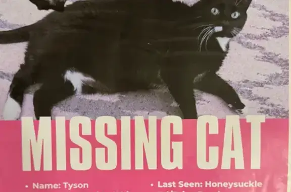 Lost Black Cat: Help Find Tyson!