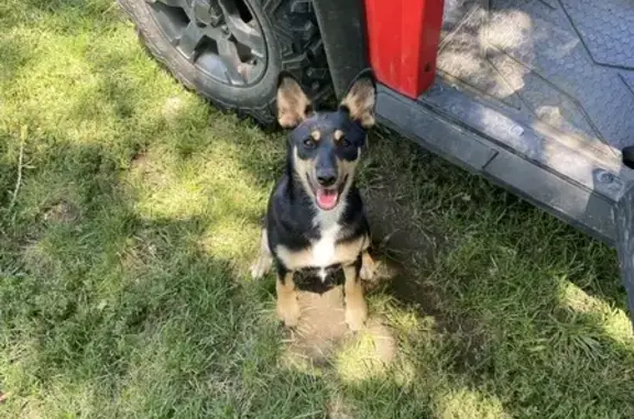 Lost Dog on Hogeland St, Walthill