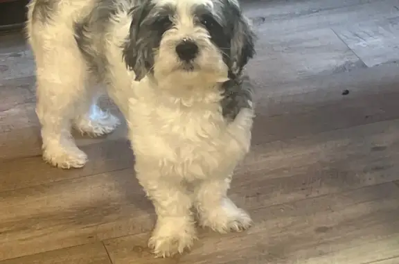 Male, shihpoo, black white and grey