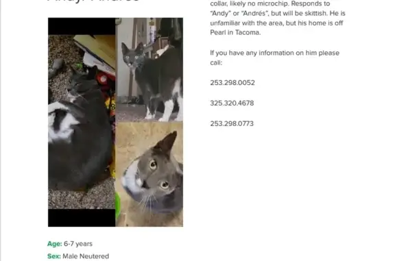 Lost Cat: Grey/White, Stinson Ave 7306