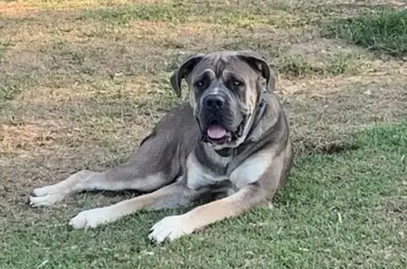 Missing Cane Corso in Mississippi