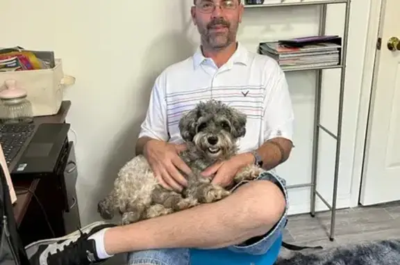 Lost Schnauzer FiFi: Gulfport's 22nd Ave