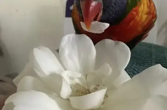 Lost Lorikeet: Beloved Pet in...