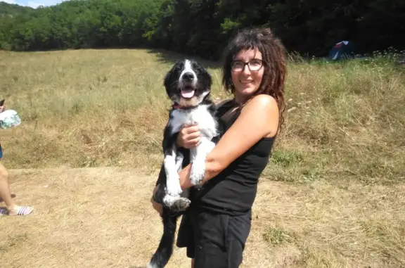 Chien perdu , photo : Chien croisé disparu à Montsalès