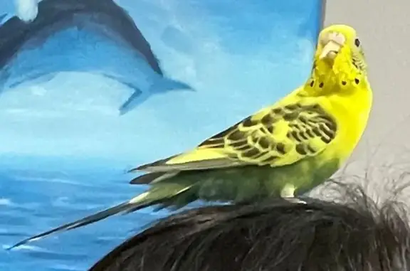 Lost Budgie: Yellow & Green in...