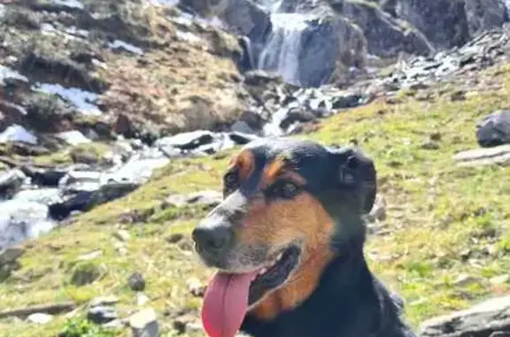Chien perdu Nouvelle-Aquitaine, photo : Chien noir et feu perdu à Moulis-en-Médoc