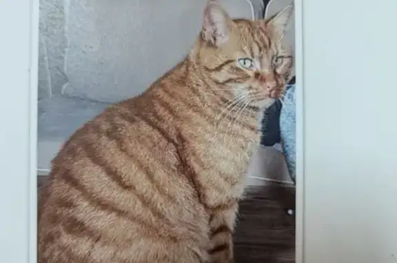Chat perdu, Saint-Laurent-de-la-Prée, photo: Chat perdu, Route des Coudrees 142