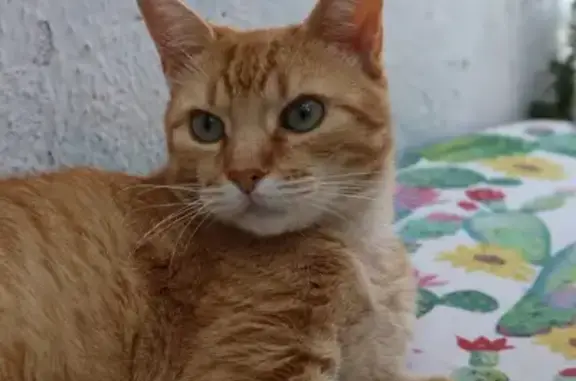 ¡Ayuda! Gato Atigrado Naranja Perdido