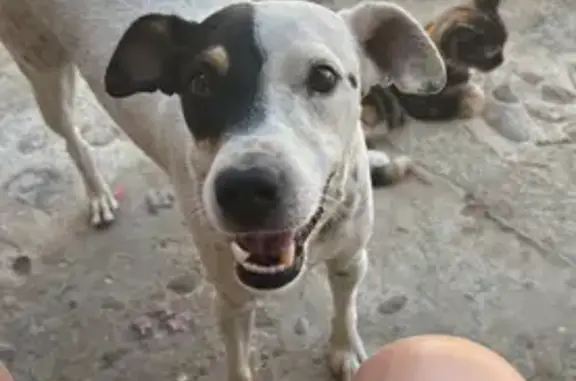 Perro Bodeguero Perdido en Alcalá de Guadaíra