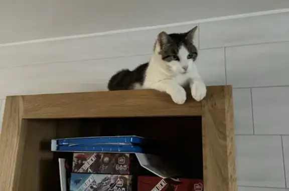 Chat européen tigré perdu à Réhon - photo