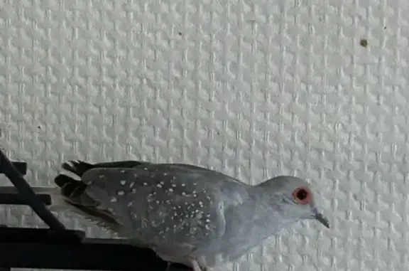 Animaux perdus Tergnier, photo: Colombe perdue Coco à Tergnier