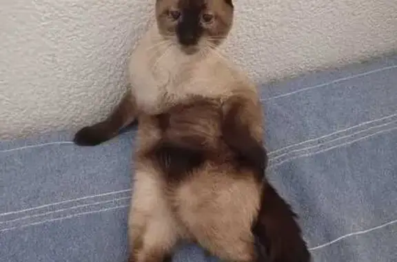 Siamese, male, microchipped about 3 years old