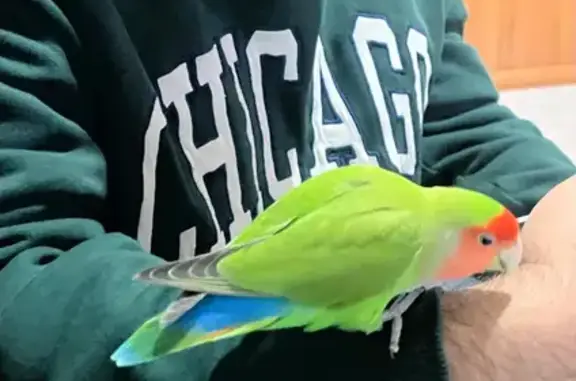 ¡Pájaro con anillo perdido en Alberique!