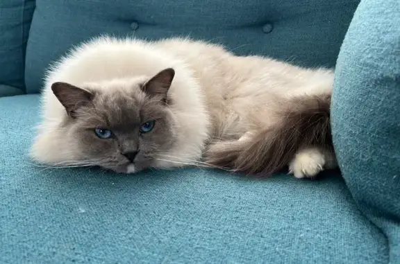Chat perdu, Bruay-la-Buissière, photo: Chatte Ragdoll perdue à Bruay-la-Buissière